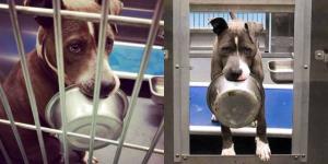 Cão de abrigo se recusa a ser adotado sem sua tigela de comida