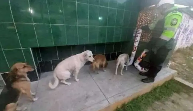 Cães de rua fazem fila para se alimentar em comedouros instalados pela polícia