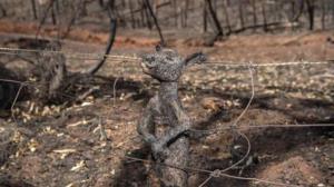 Foto comovente flagra canguru filhote carbonizado preso em cerca