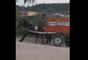 Cavalo explorado em carroça é açoitado com um cinto