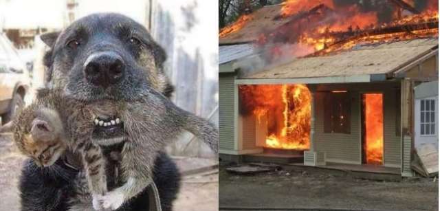 Cachorro arrisca sua vida para salvar gatinho após grande explosão em empresa