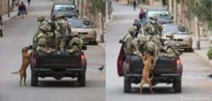 Cães vira-latas seguem carro de militares e são acolhidos e adotados por eles