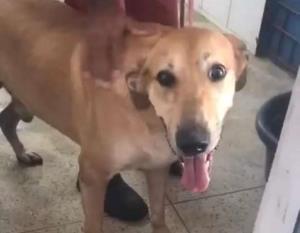 Cachorro defende idosa de agressão e mata homem, em Juazeiro do Norte, no Ceará