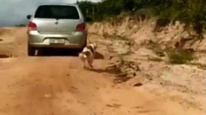 Cachorro é arrastado por carro com corda no pescoço no Ceará; Polícia identifica motorista