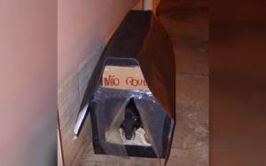 Engenheira constrói mais de 70 casinhas para abrigar cachorros de rua em Morrinhos