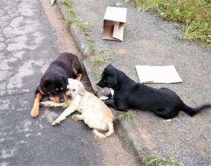 Cachorro atropelado recebe os cuidados de outros dois cães até ser resgatado em Blumenau