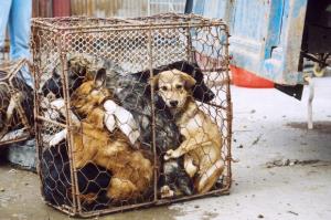 Pandemia faz consumo de carne de cachorro crescer na Indonésia