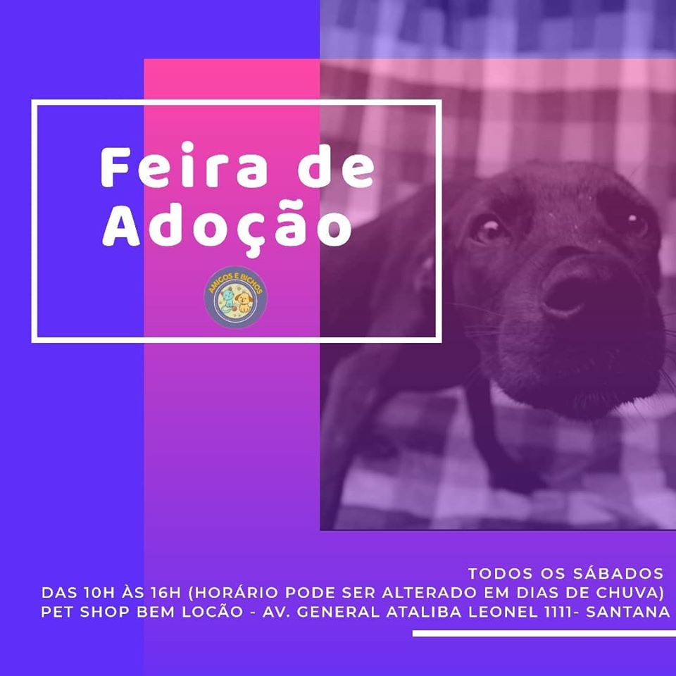 Feira e evento de adoção de cachorros e gatos - Feira de Adoção de Animais: Encontre seu Novo Melhor Amigo! em São Paulo - São Paulo