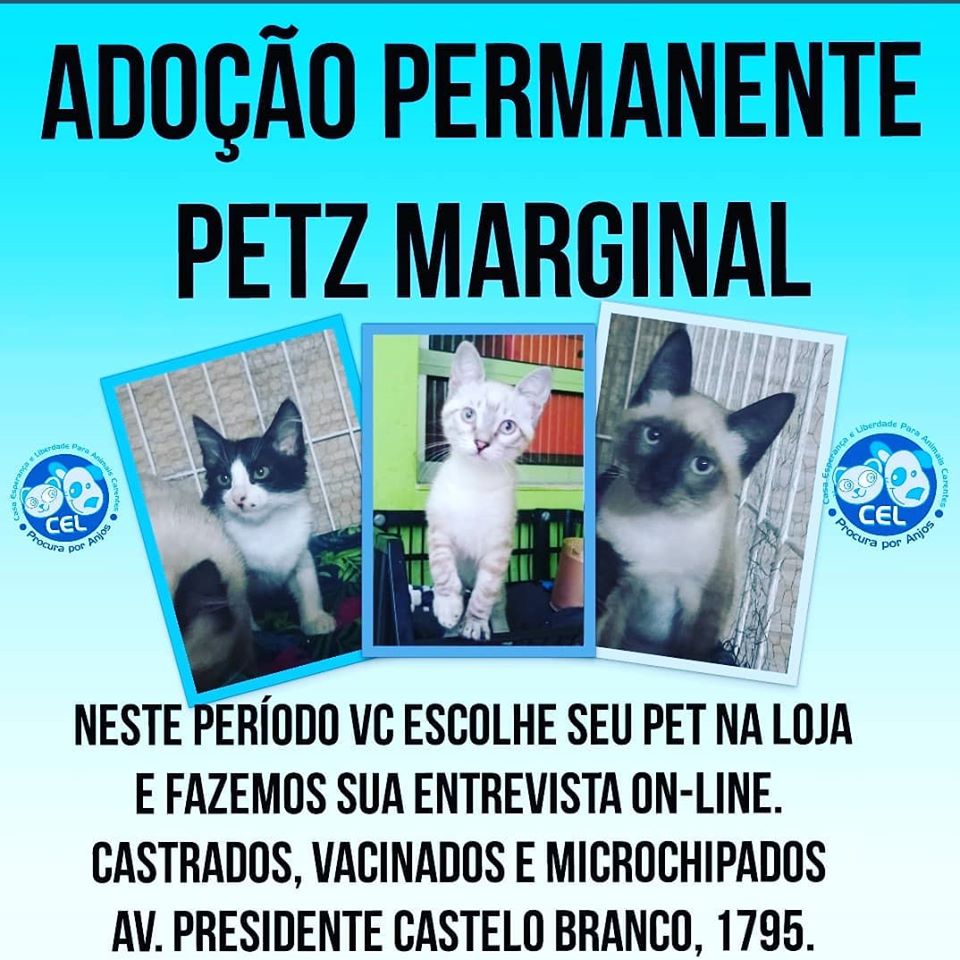 Feira e evento de adoção de cachorros e gatos - Adote um Amigo: encontre seu novo companheiro em SP! em São Paulo - São Paulo