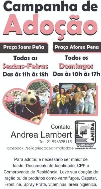 Feira e evento de adoção de cachorros e gatos -  em Rio de Janeiro - Rio de Janeiro