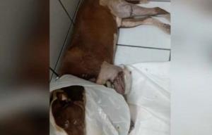 Mulher denuncia que vizinho teria cortado pernas de cachorro com foice