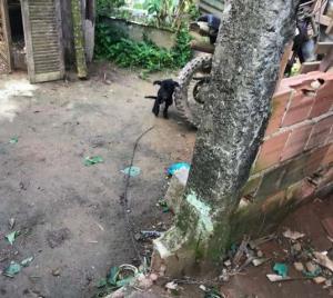 Dono de cachorro é preso por manter animal em condições precárias em Paraty