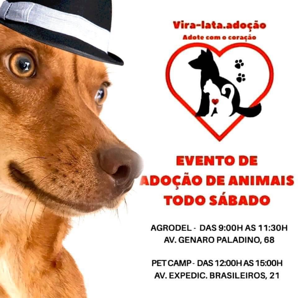 Feira e evento de adoção de cachorros e gatos em Itatiba - São Paulo