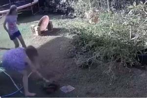 Mulher briga com cobra píton para salvar filhote de cachorro