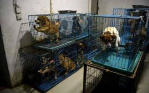 Aposentada chinesa divide a casa com 1.300 cachorros
