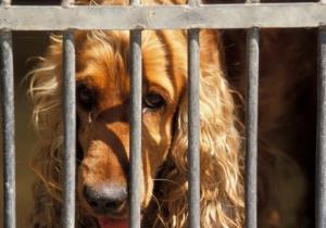 80 cachorros, no valor de R$ 300 mil, são encontrados após serem roubados