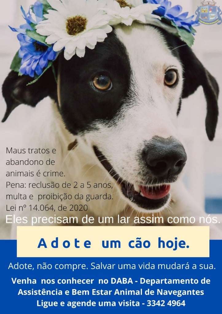 Feira e evento de adoção de cachorros e gatos em Navegantes - Santa Catarina