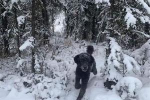 Polêmica: você enxerga um cachorro ou um homem na neve?
