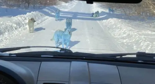 Cachorros de rua com pelo azul são achados na Rússia