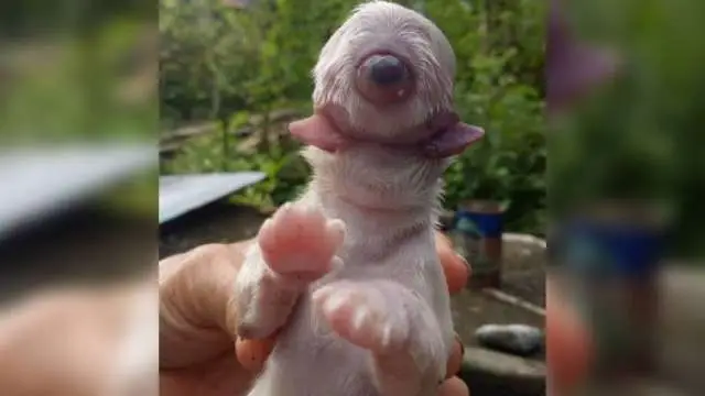 Cachorro nasce com um olho, sem focinho e com duas línguas nas Filipinas