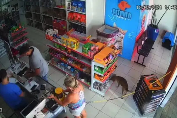 Cachorro é flagrado "furtando" petisco em pet shop de Nova Esperança