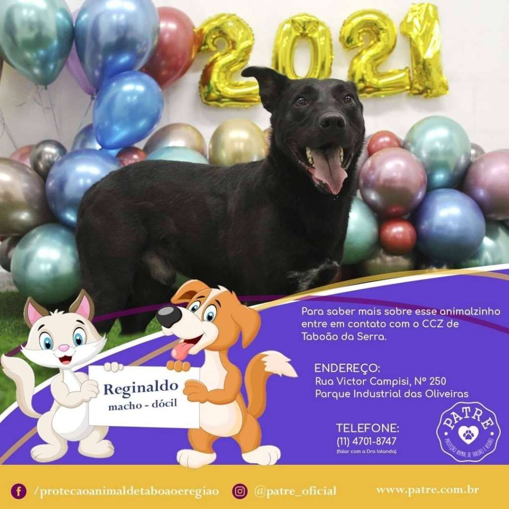 Feira e evento de adoção de cachorros e gatos -  em São Paulo - Taboão da Serra