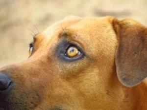 Donos de cachorro e vizinho que feriu o animal são condenados por maus-tratos em São Bento do Sul