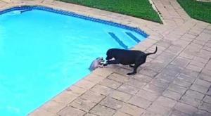 Vídeo emocionante mostra cadela salvando 'amigo' de se afogar na piscina; assista
