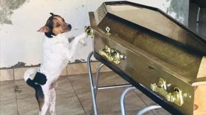 Confira: Cachorro chora ao lado do caixão da dona em velório: ‘Eram muito apegados’