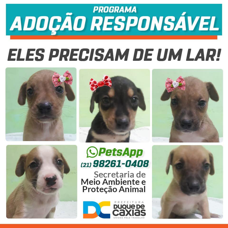 Feira e evento de adoção de cachorros e gatos em Duque de Caxias - Rio de Janeiro