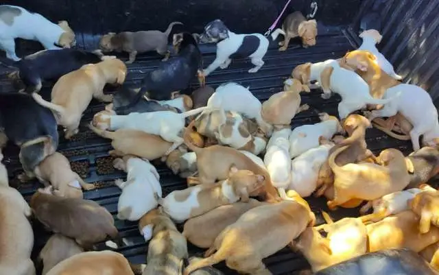 Grupo resgata 80 cães em situação de maus-tratos em Ribeirão Preto: 