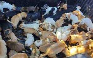 Grupo resgata 80 cães em situação de maus-tratos em Ribeirão Preto: 'Tinha cachorro dentro de gaveta'
