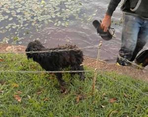 Cachorro é resgatado por pedreiro no lago municipal após empresário fazer live para pedir ajuda;