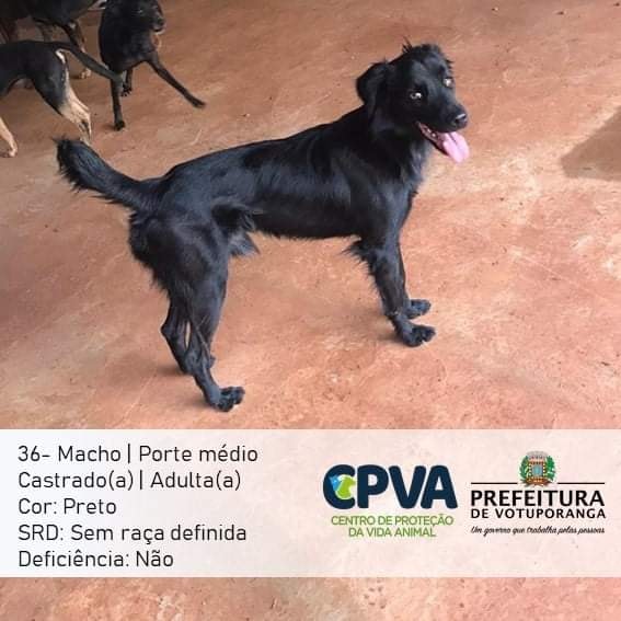 Feira e evento de adoção de cachorros e gatos -  em São Paulo - Votuporanga