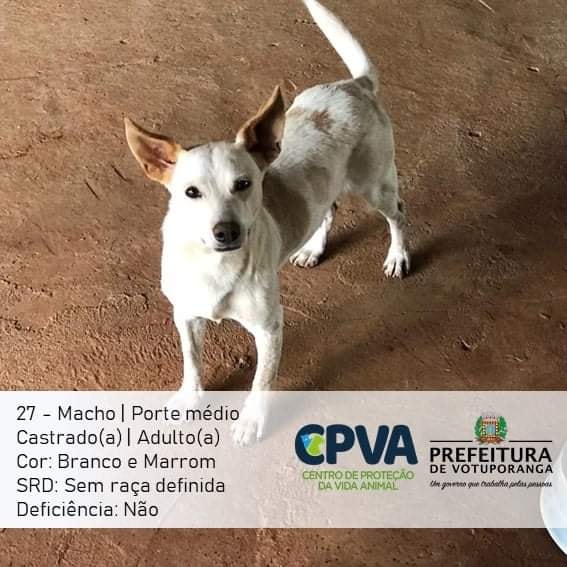 Feira e evento de adoção de cachorros e gatos em Votuporanga - São Paulo