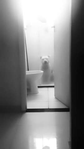 Dona vai ao banheiro e quase ‘infarta’ ao ver cachorrinho preso no box: ‘Loiro do banheiro’