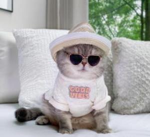 Gato abandonado encontra uma nova casa e se torna uma sensação no Instagram com suas roupas fofas (30 fotos)