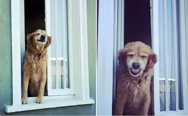Em tempos de quarentena: Cão idoso fica na janela cumprimentando seus vizinhos com um belo sorriso