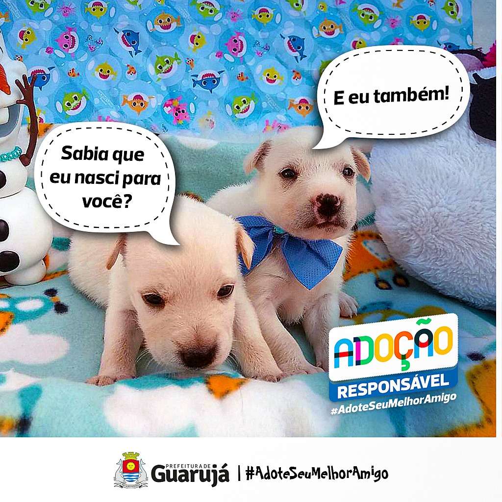 Eventos de adoção de cachorros e gatos -  em SP - Guarujá