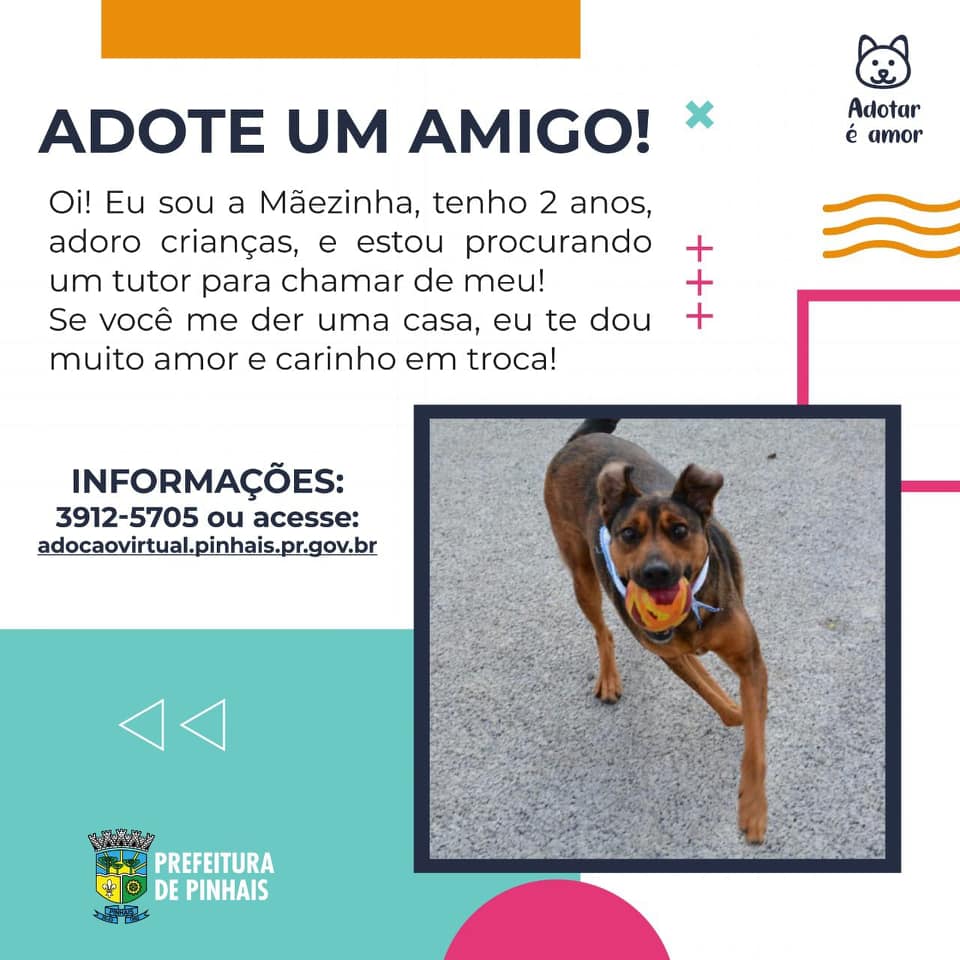 Feira e evento de adoção de cachorros e gatos em Pinhais - Paraná
