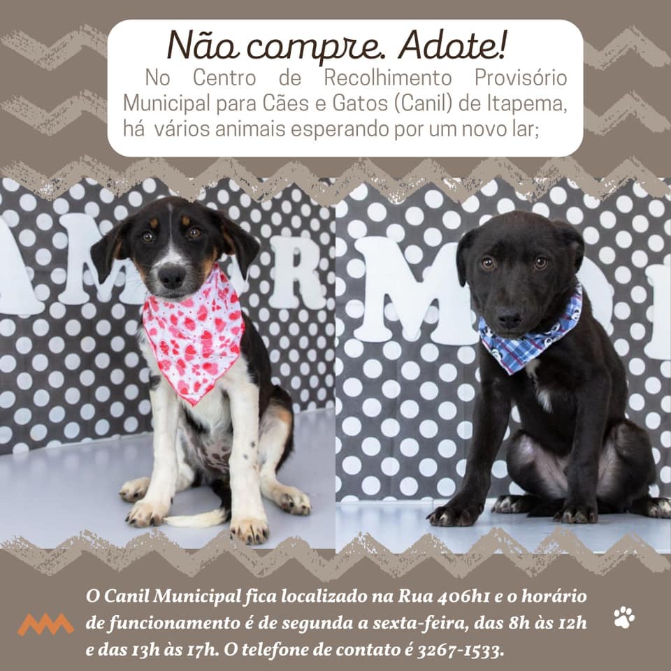 Feira e evento de adoção de cachorros e gatos em Itapema - Santa Catarina