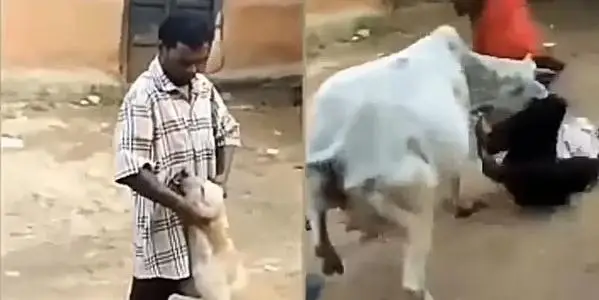 Vaca salva cão e 