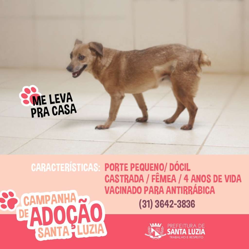 Feira e evento de adoção de cachorros e gatos em Santa Luzia - Minas Gerais