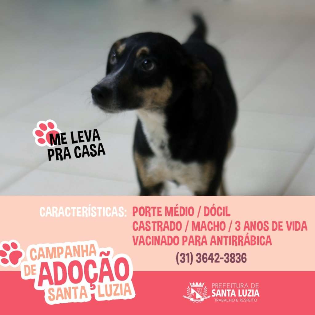 Feira e evento de adoção de cachorros e gatos em Santa Luzia - Minas Gerais