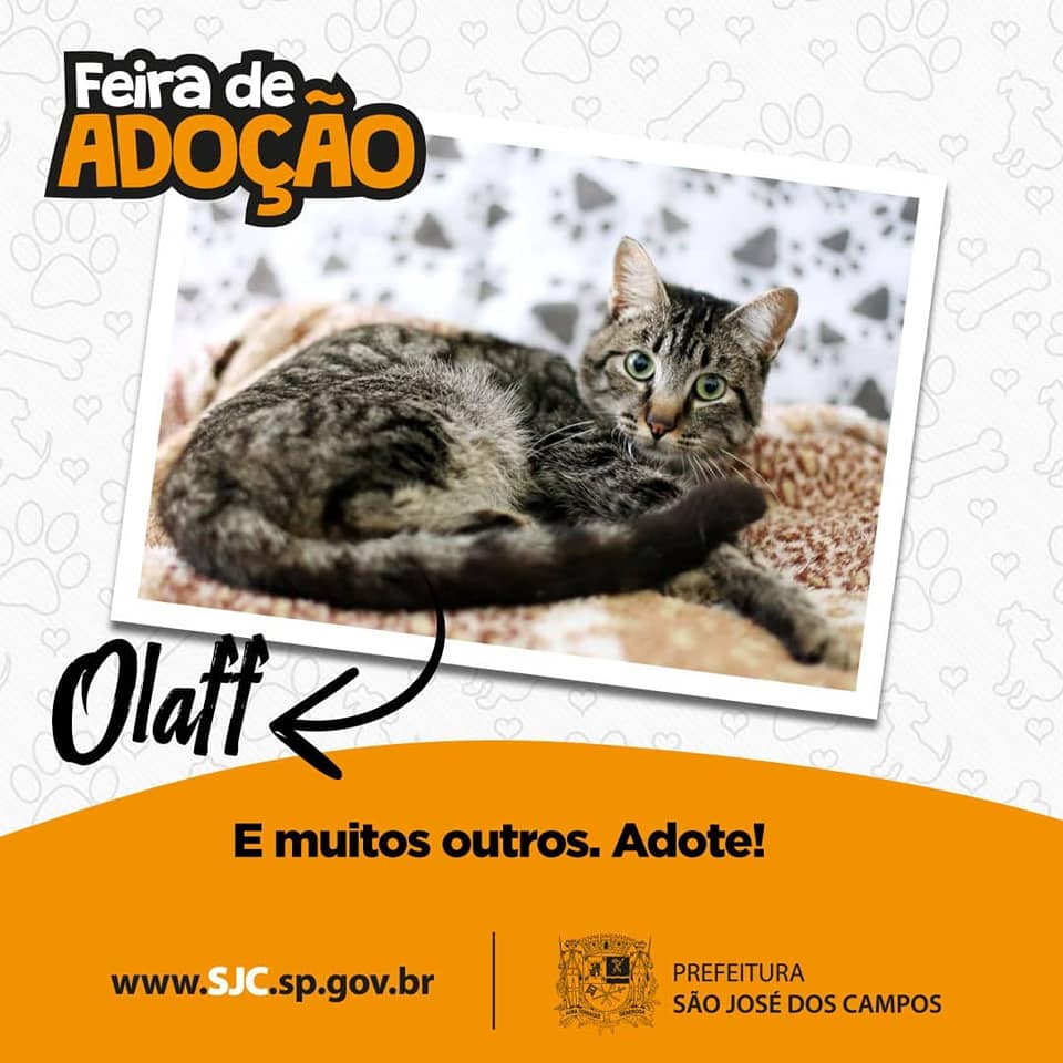 Feira e evento de adoção de cachorros e gatos em São José dos Campos - São Paulo