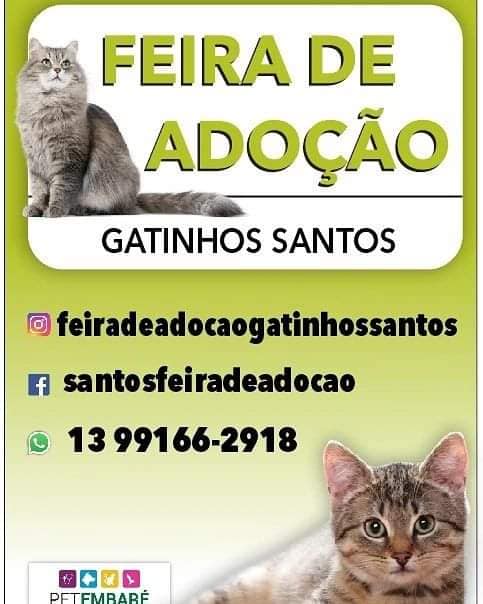 Feira e evento de adoção de cachorros e gatos em Santos - São Paulo