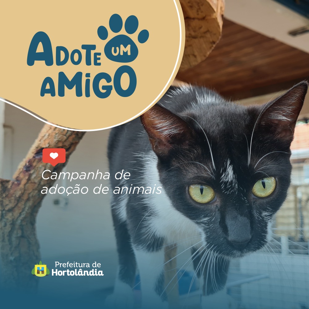 Feira e evento de adoção de cachorros e gatos -  em São Paulo - Hortolândia