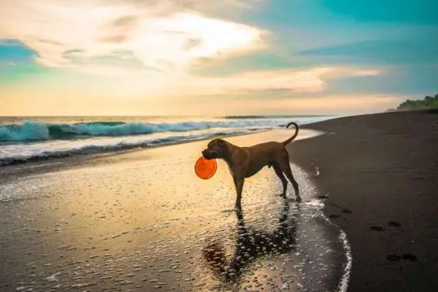 A cidade de Santos, no litoral de SP, começou a permitir cães na praia a partir desse mês de Janeiro