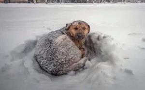 Cachorro em situação de rua usa o próprio corpo para salvar uma menina durante uma nevasca de -11°