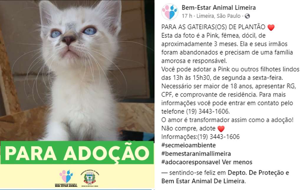 Feira e evento de adoção de cachorros e gatos - Encontre Seu Novo Melhor Amigo no Evento de Adoção de Limeira! em São Paulo - Limeira
